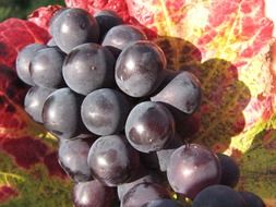 juicy dark grapes