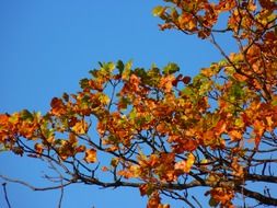 Colorful leaves on trees in autumn
