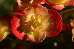 red yellow begonia flower