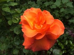 orange bud on green bush