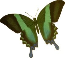 clipart of green striped butterfly