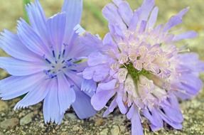 flowers blue purple spring