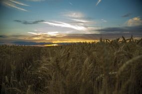 landscape of beautiful through wheat sunset in Medina