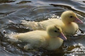 two fluffy duckling