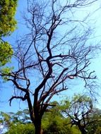 dry tree among green trees