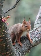 red squirrel on a deciduous tree on a blurred background