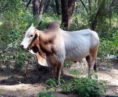 zebu, indian cattle on a farm