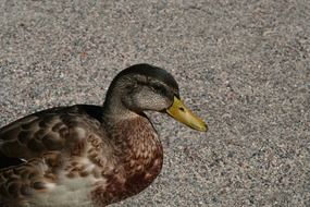 Wild duck