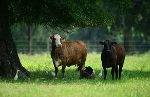 livestock cattle rural farm