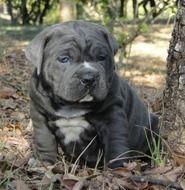 Black bulldog dog