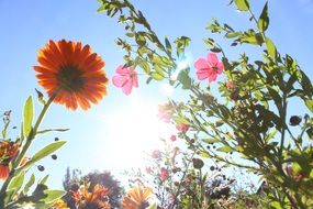 amazing beauty flowers