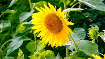 sunflower in early summer on a blurred background