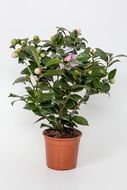 flowering plant in a flower pot