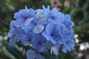 blue hydrangea flowers