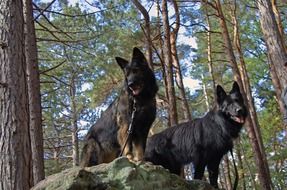 two black shepherd dogs in the forest