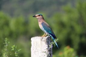 indian roller, bird perched concrete pole