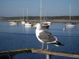 Seagull stands on a wooden railing