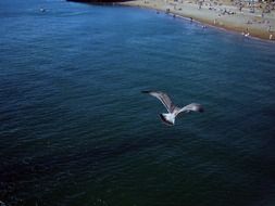 astounding brighton seagull