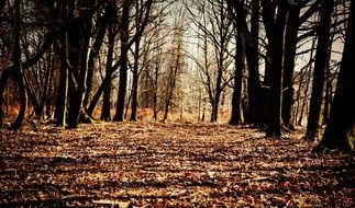 very beautiful forest landscape