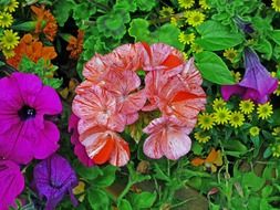 colorful flowers blossom nature close-up