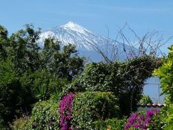 landscape of of green plants in Tenerife