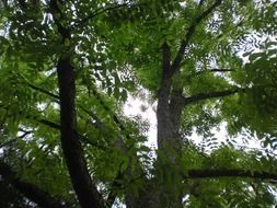 Foliage on the tree in the park