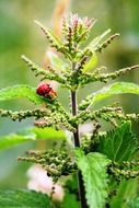 ladybug on a bush of blind nettle