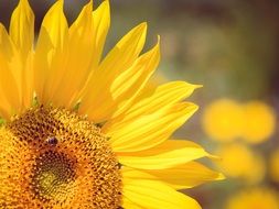 insect on a bright yellow sunflower close up