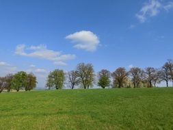 row of trees near a green field