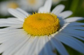 yellow-white flower bloom in the meadow
