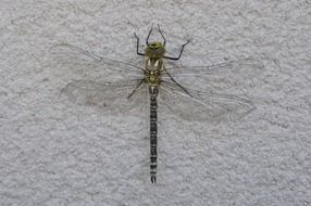 Close-up of the colorful dragonfly on a white wall