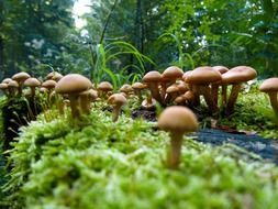 A lot of the mushrooms in autumn