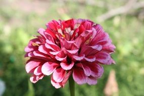 lush pink flowers