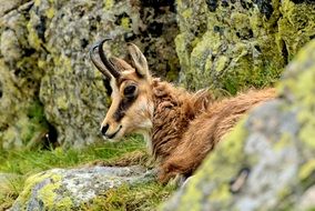 wild goat in the tatras close-up