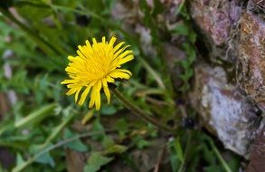 wonderful dandelion garden