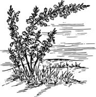 Picture of black. Plant