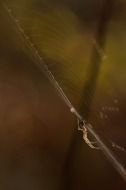 metellina segmentata spider in wildlife