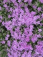 pale purple flowers like a delight