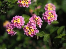 Flowers lantana with green leaves