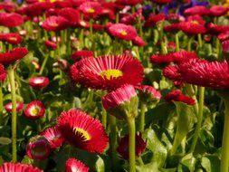 Field of red daisies close-up