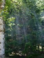 landscape of sun haze through the trees in the forest