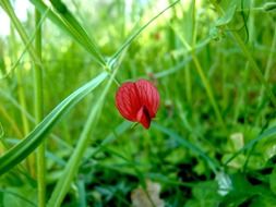 red flower in the shape of a heart