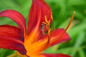 red-orange lily on a green background