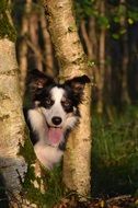 cute border collie in the forest