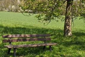 landscape of wooden bench in the shade of a tree