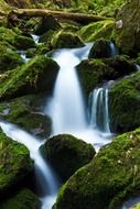 creek falls in the forest