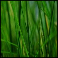 grass stone reed plant nature