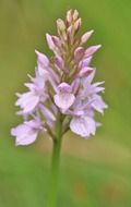 delicate pink wild orchid flower