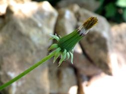 dandelion bud on a background of stones