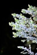 Wild silver leafs on a dark background